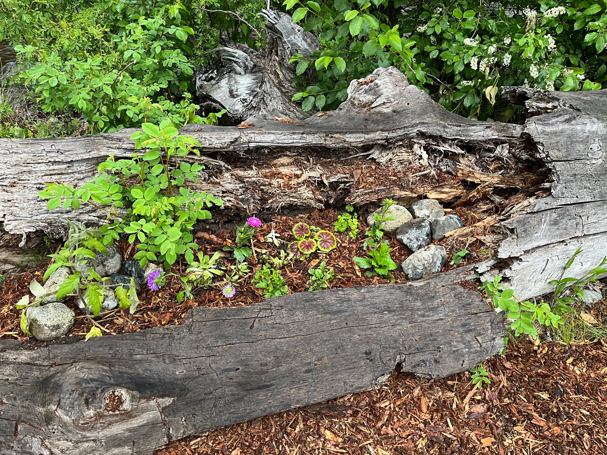 log with flowers
